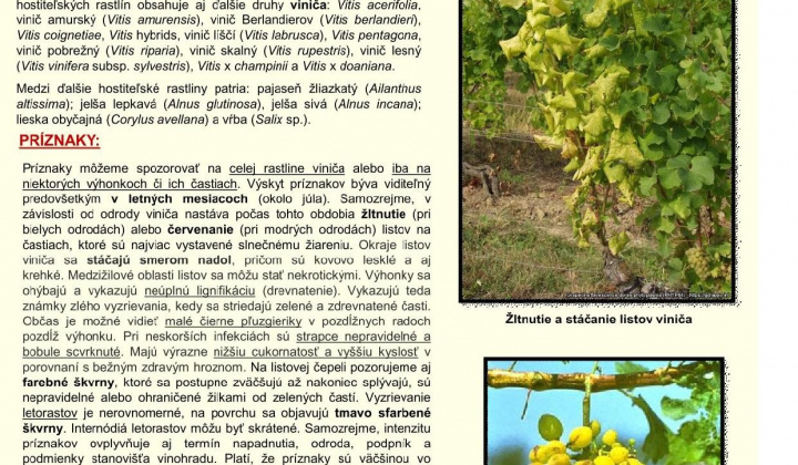 1. fotografia fotogalérie Aktuality / Zlaté žltnutie viniča - leták - foto